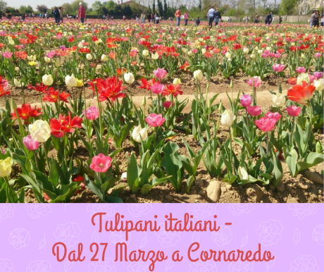 Tulipani italiani - Cornaredo.png